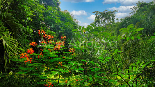 Plants and Flowers